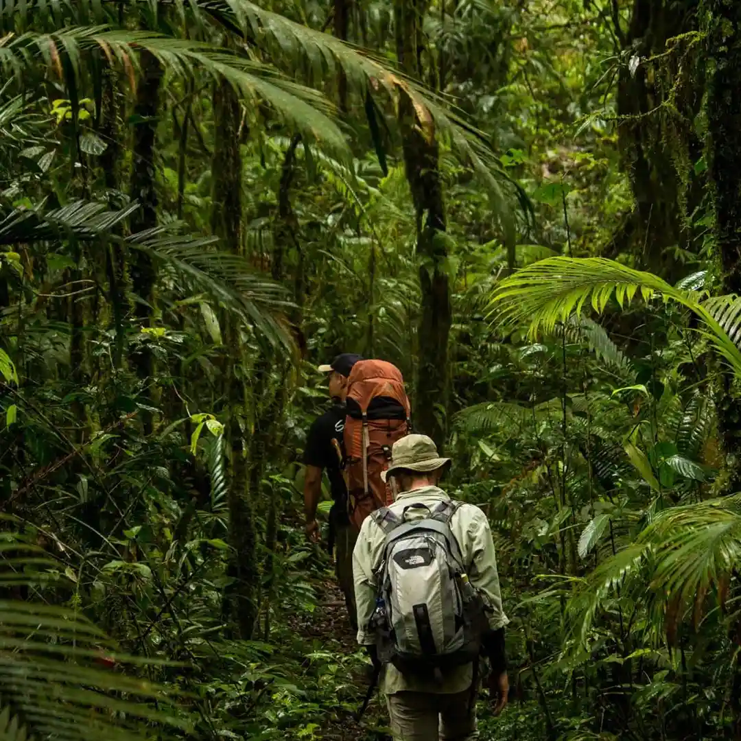 ForestTreks-ezgif.com-optiwebp ForestTreks-ezgif.com-optiwebp